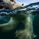 Illustration for article titled The best nature photo of the year is this badass polar bear